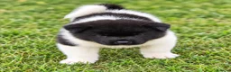 Akita Americano cani in vendita: Cuccioli Akita Americano  - Annuncio 29