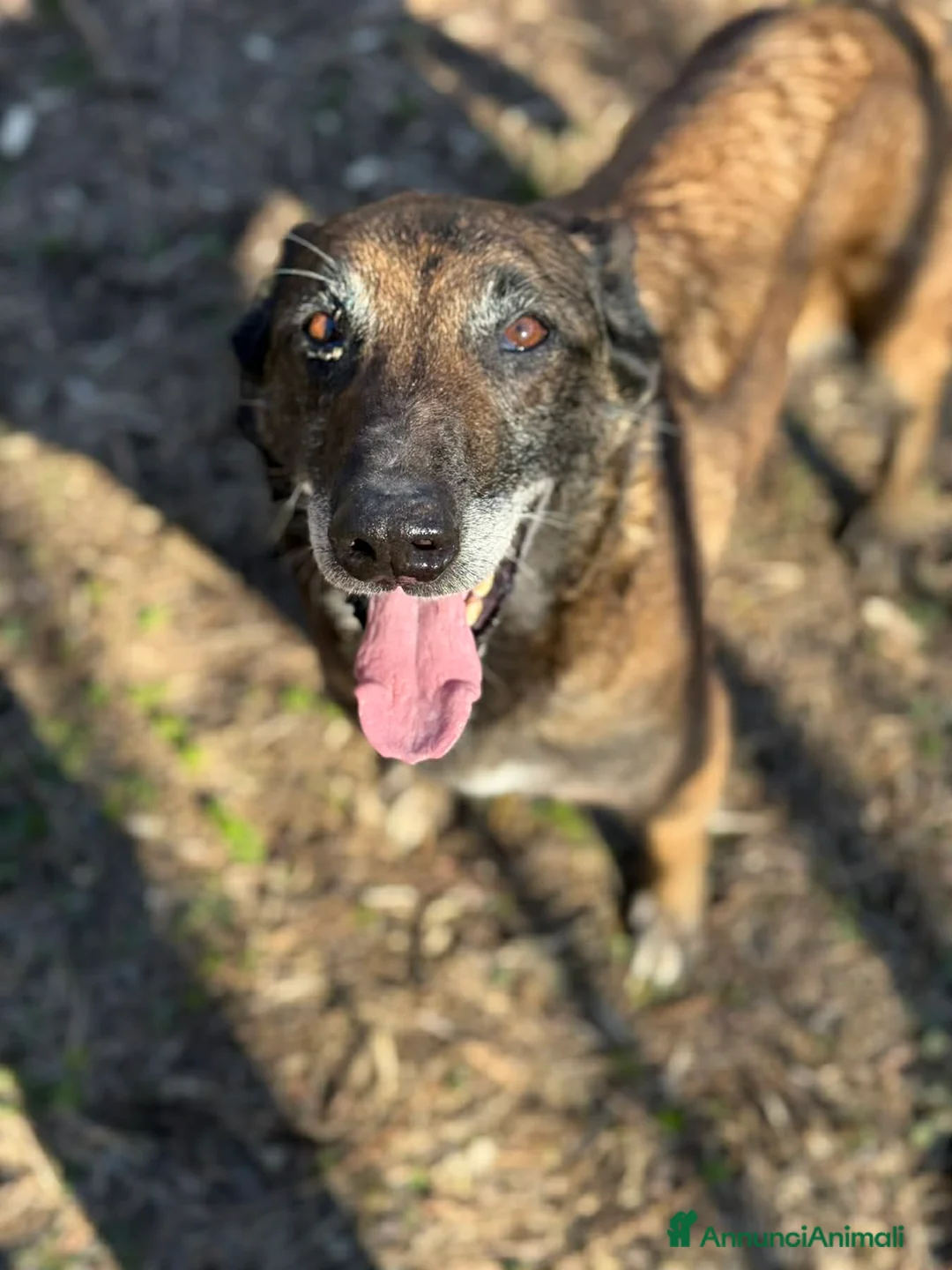 Pastore Belga cani in regalo: NARA & AIRON: PASTORI BELGA MALINOIS dolcissimi! - Annuncio 10