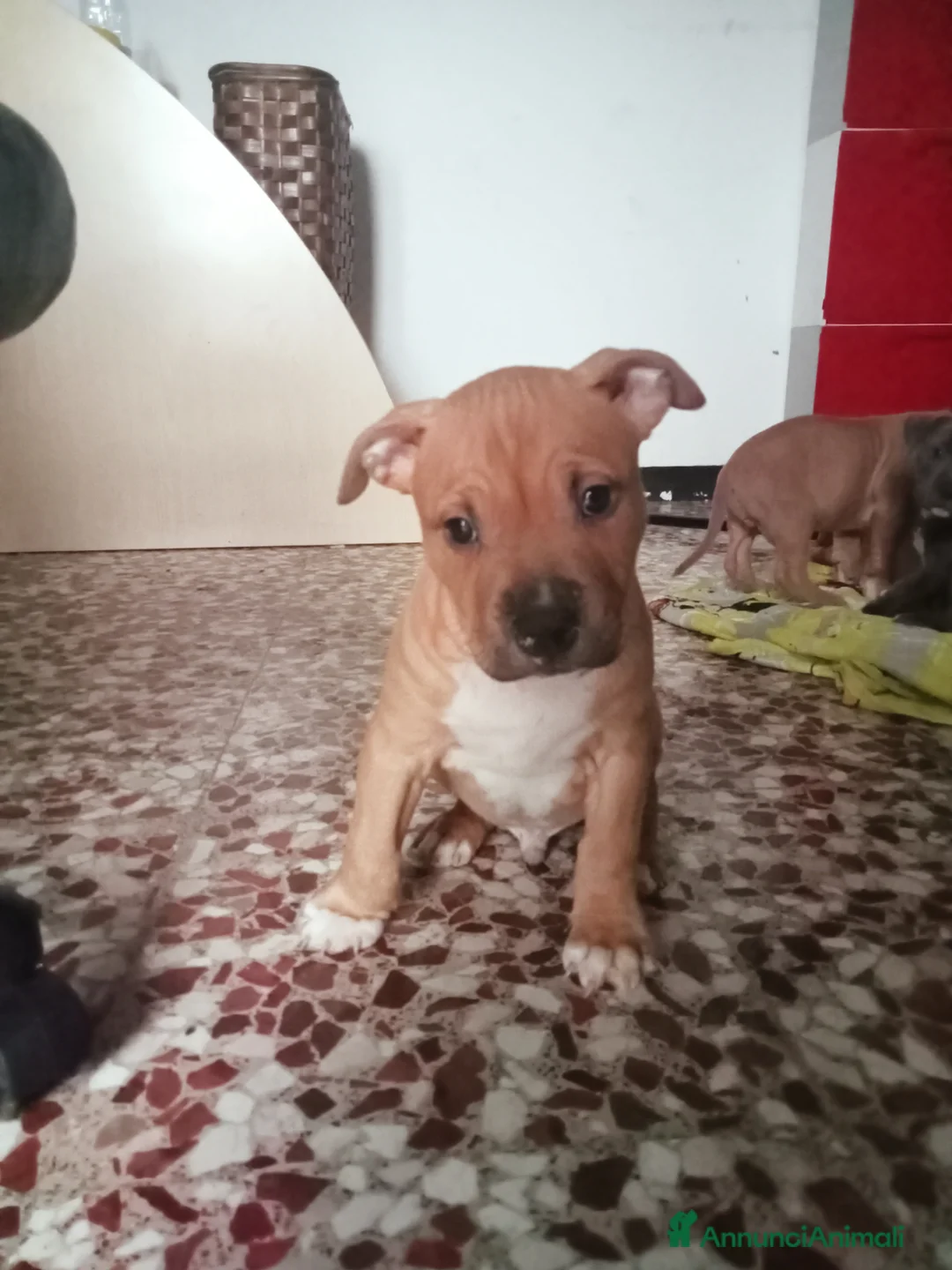 Pitbull cani in vendita: Cuccioli di pitbull - Annuncio 5