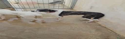 Meticcio cani in regalo: Kira: dolcissima, cessione di proprietà  - Annuncio 12