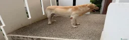 Labrador cani in regalo: CERCASI NUOVA FAMIGLIA PER LOVE - Annuncio 8