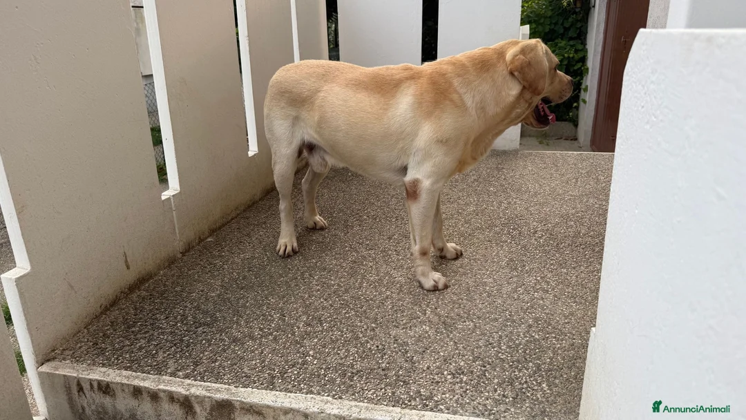 Labrador cani in regalo: CERCASI NUOVA FAMIGLIA PER LOVE - Annuncio 8