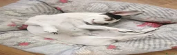 Chihuahua cani per accoppiamento: Cerco maschietto Chihuahua per Angel a Provincia di Latina - Annuncio 5