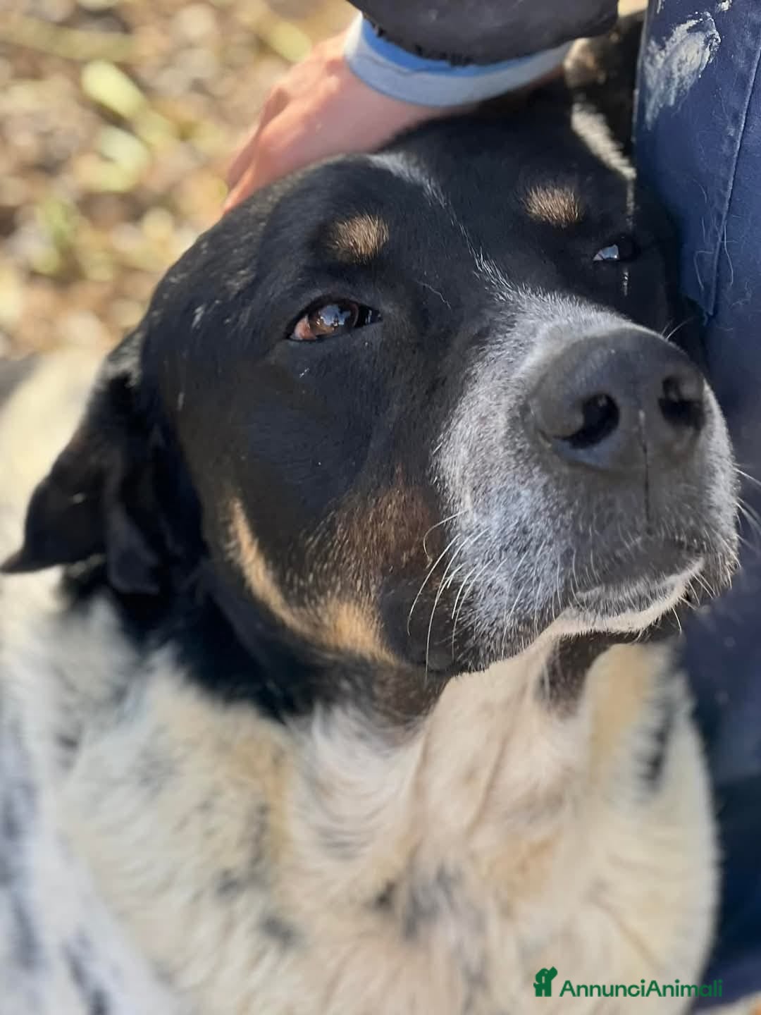 Meticcio cani in regalo: Oliver un carattere meraviglioso a Città Metropolitana di Milano - Annuncio 1