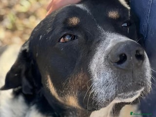 Meticcio cani Oliver un carattere meraviglioso a Città Metropolitana di Milano - Annuncio 23