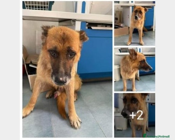 Pastore Tedesco cani a Rimini - Annuncio 4