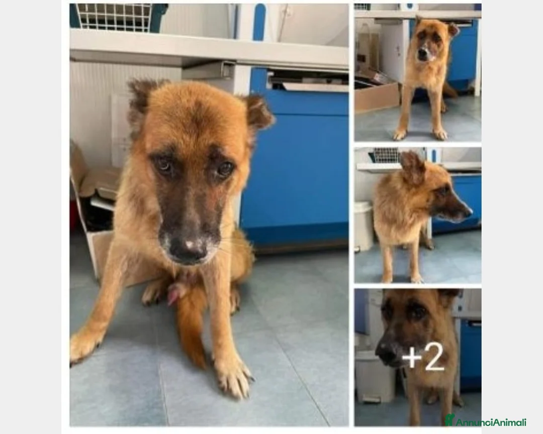 Pastore Tedesco cani in regalo: PASTORE TEDESCO 8/9ANNI MOLLATO IN STRADA! PUGLIA a Rimini - Annuncio 1