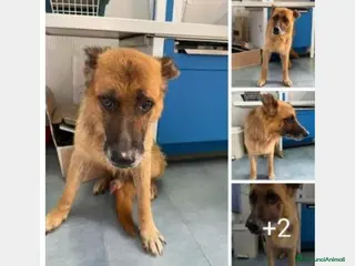 Pastore Tedesco cani PASTORE TEDESCO 8/9ANNI MOLLATO IN STRADA! PUGLIA a Rimini - Annuncio 4