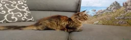 Maine Coon gatti in vendita: Cucciola Maine Coon - Annuncio 6