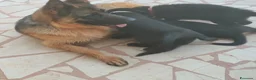 Meticcio cani in regalo: Cuccioli di mamma pastore tedesco  a Città Metropolitana di Bari - Annuncio 2