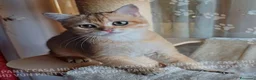 Scottish gatti in vendita: Cuccioli Scottish Straight - Annuncio 5