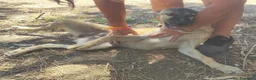 Meticcio cani in regalo: Lupetta sui 6mesi IN RECINTO A PANE SECCO!CAGLIARI - Annuncio 2