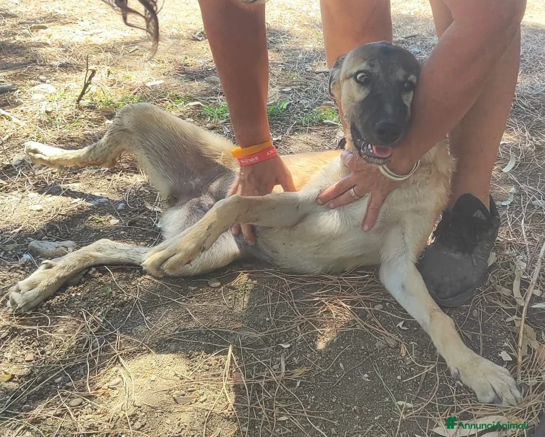 Meticcio cani in regalo: Lupetta sui 6mesi IN RECINTO A PANE SECCO!CAGLIARI - Annuncio 2