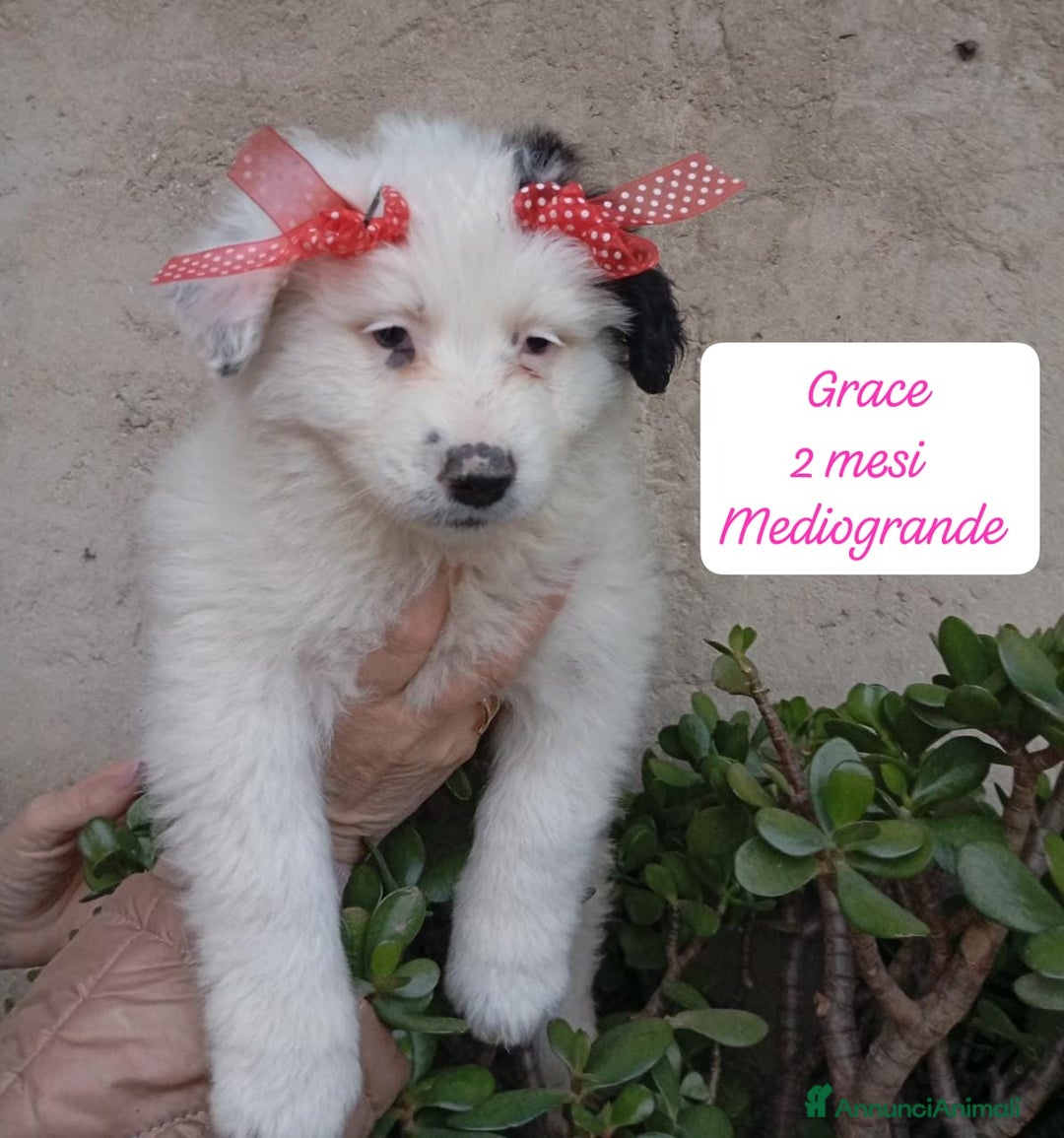 Meticcio cani in regalo: Cuccioli urgentemente cercano casa - Annuncio 2