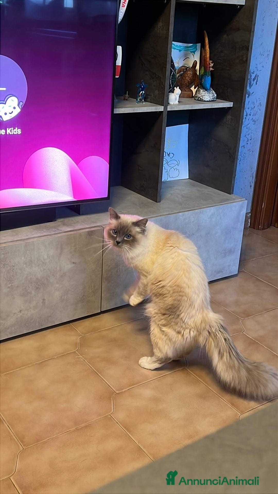 Sacro di Birmania gatti per accoppiamento: Sacro di Birmania per monte a Città Metropolitana di Torino - Annuncio 3