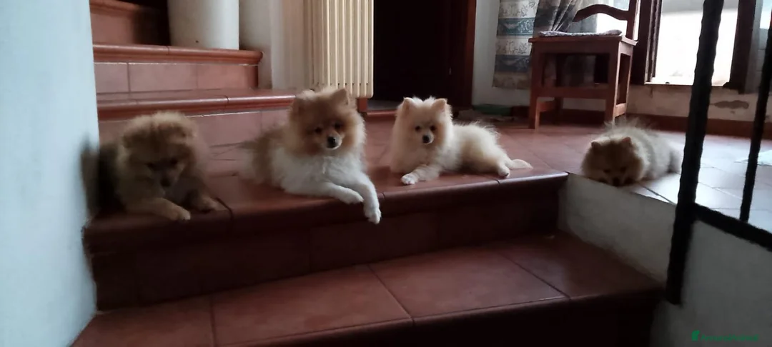 Spitz cani in vendita: Cuccioli Spitz piccolo - Annuncio 4