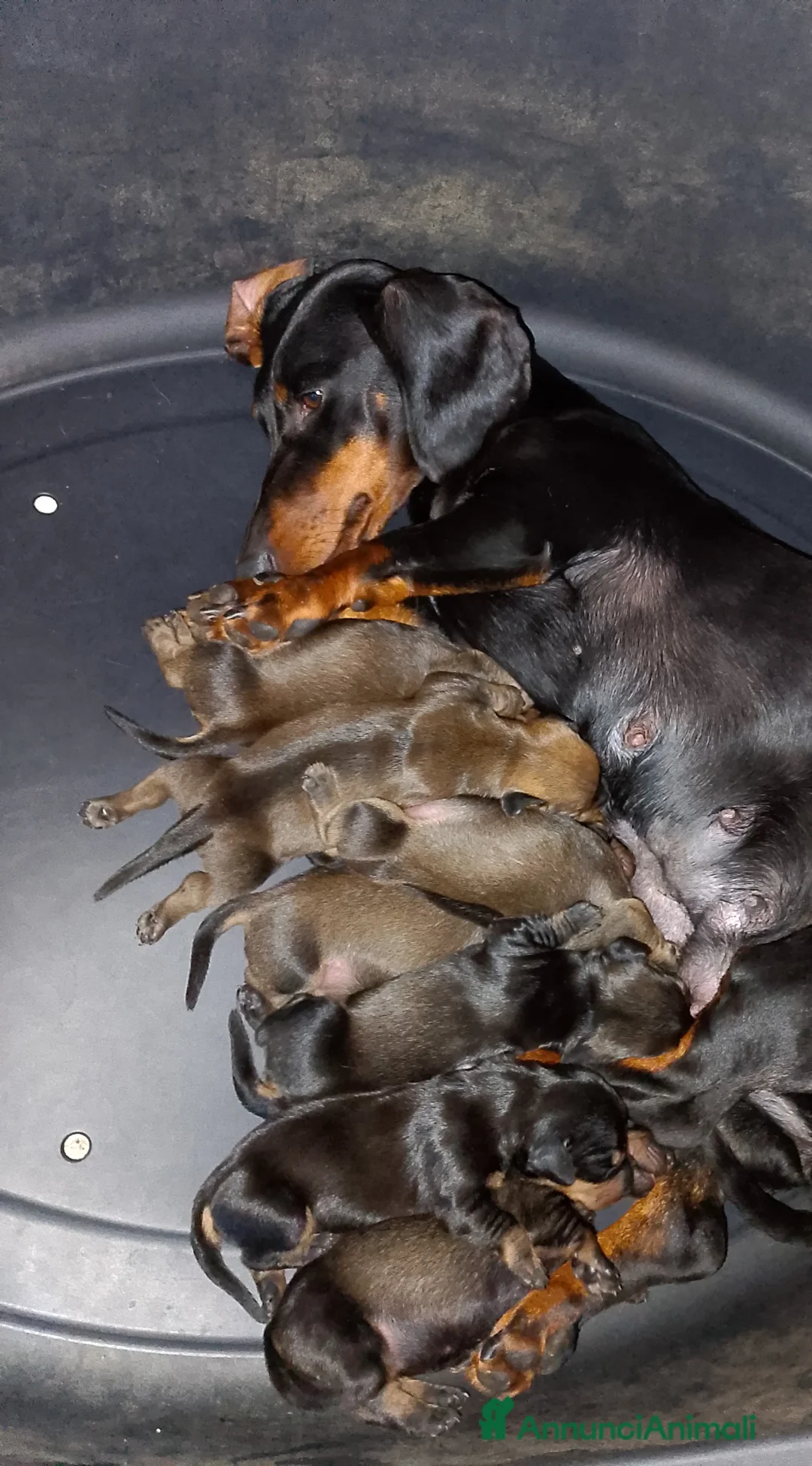 Bassotto cani in vendita: Bassotti nani pelo corto - Annuncio 1