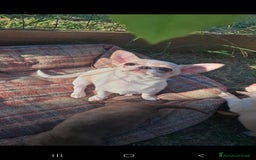 Chihuahua cani in vendita: Chihuahua femmina  a Città metropolitana di Roma Capitale - Immagine 3