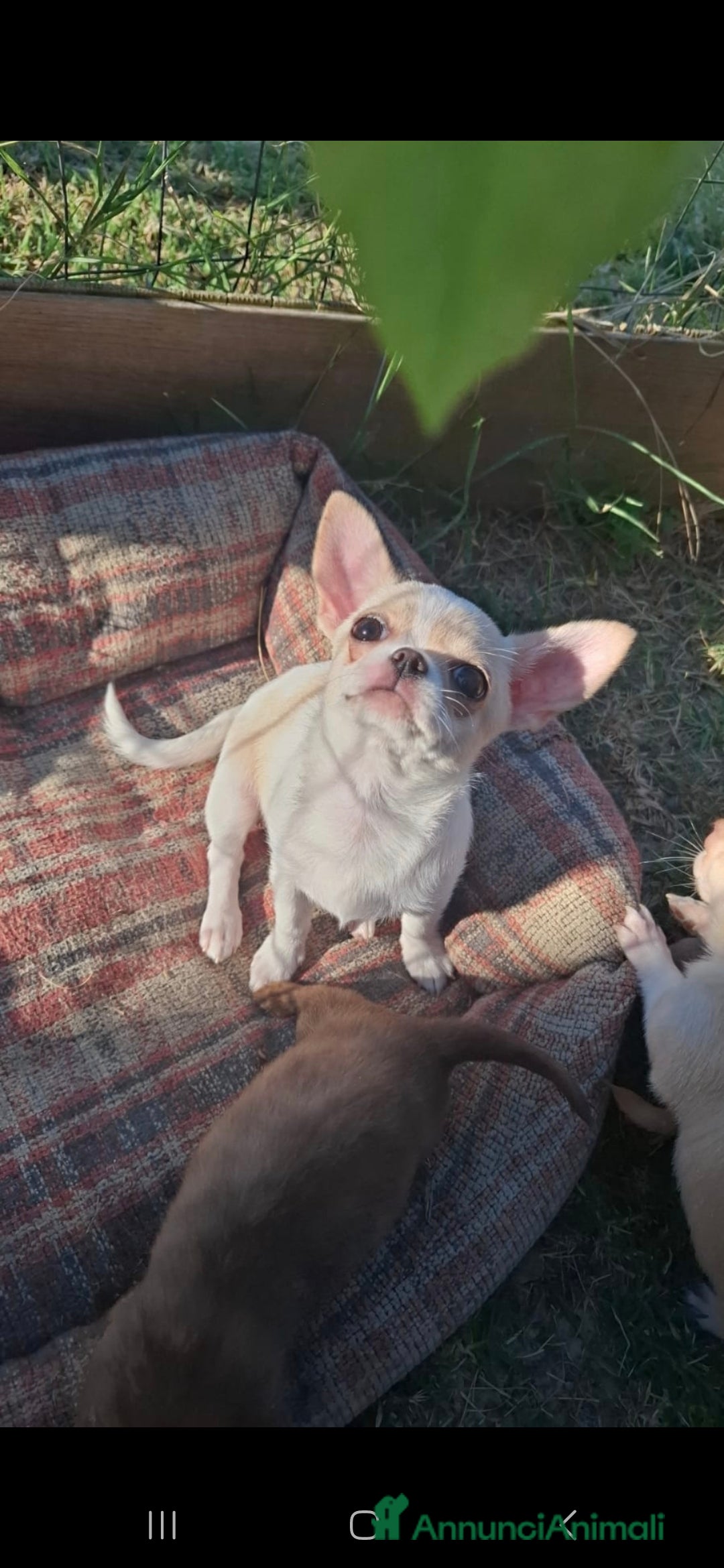Chihuahua cani in vendita: Chihuahua femmina  a Città metropolitana di Roma Capitale - Immagine 3