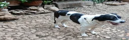 Meticcio cani in regalo: Coffee: super dolce, amico di tutti  - Annuncio 14