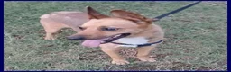 Meticcio cani in regalo: ZAK 9anni tradito da chi amava a Città metropolitana di Milano - Annuncio 1