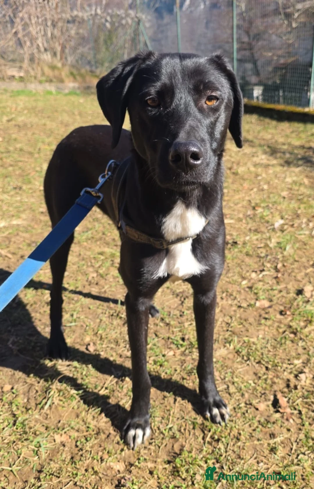 Meticcio gatti in regalo: Becky 15mesi tg media salvata mesi fa  BERGAMO - Annuncio 1