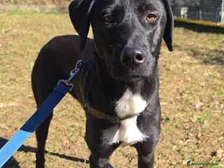 Meticcio gatti Becky 15mesi tg media salvata mesi fa BERGAMO - Annuncio 5