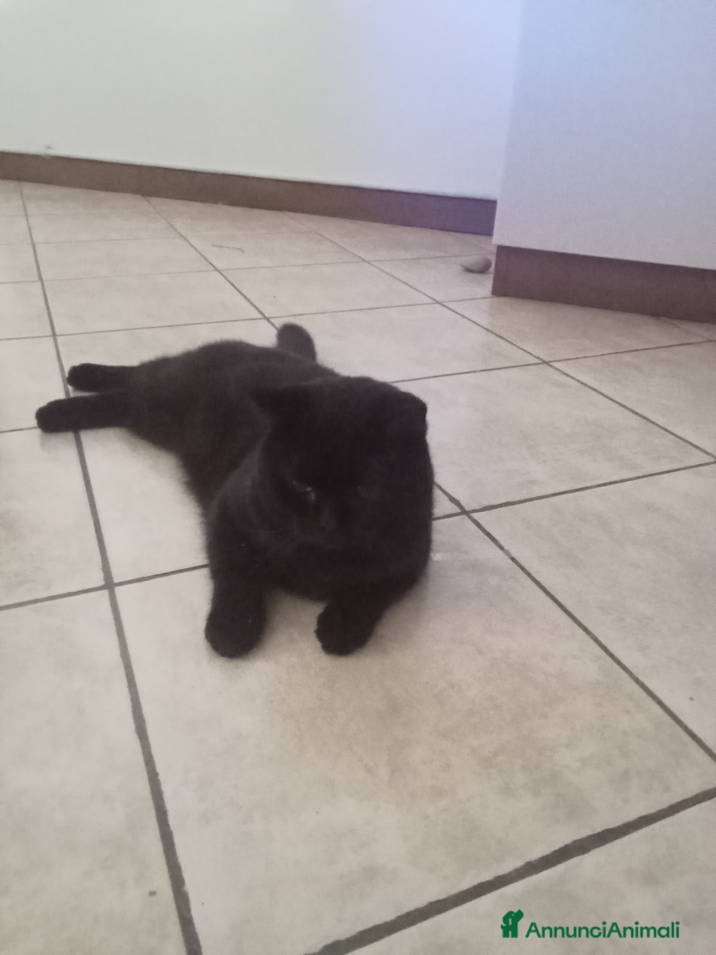 British gatti Birillo British Chocolate di quasi 1 anno  - Annuncio 2