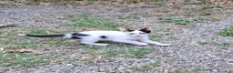 Altre razze gatti in regalo: Gattino cerca casa! a Provincia di Modena - Annuncio 3