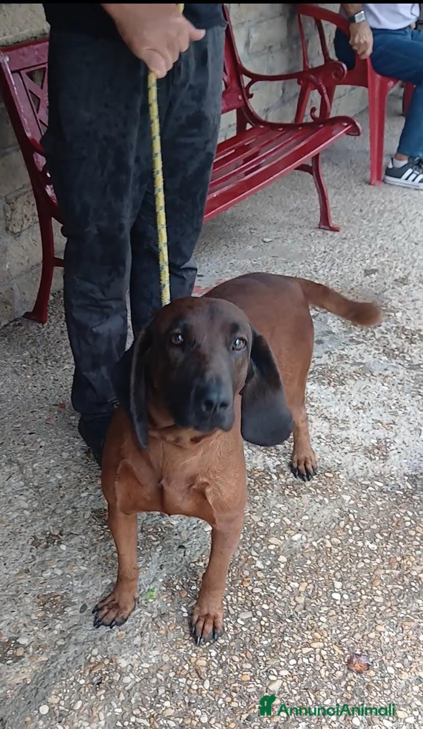 Segugio Bavarese cani ROCCO CANE ROSSO DI BAVIERA CERCA CASA - Annuncio 2