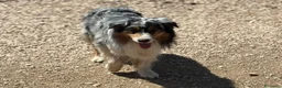 Australian Shepherd cani in regalo: Draco - australian shepherd  blu merle in adozione - Annuncio 2