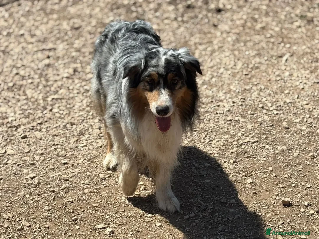 Australian Shepherd cani in regalo: Draco - australian shepherd  blu merle in adozione - Annuncio 2