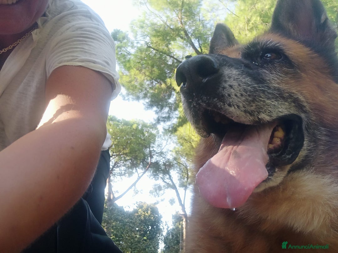 Pastore Tedesco cani in regalo: Cloe, pastore dal cuore grande - Annuncio 15