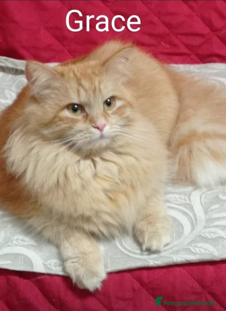 Siberiano gatti Siberiano  - Annuncio 2