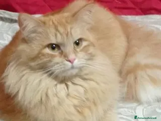 Siberiano gatti Siberiano - Annuncio 2