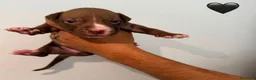 Pitbull cani in vendita: Cuccioli pitbull - Annuncio 3