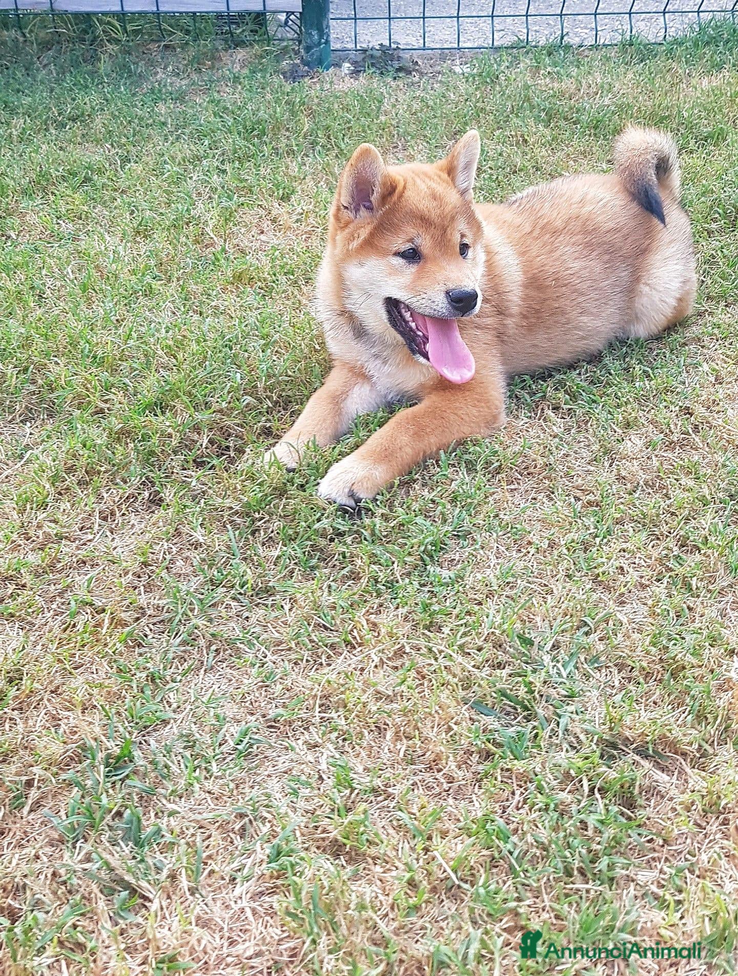 Shiba Inu cani Cuccioli shiba inu con pedigree ENCI  - Annuncio 4