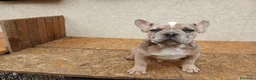 Bulldog Francese cani in vendita: Bulldog francesi merle e blu - Annuncio 4