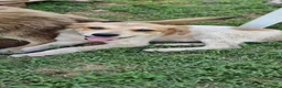 Meticcio cani in regalo: JOLLY 💙 - futura taglia media, curioso, tenero  - Annuncio 2