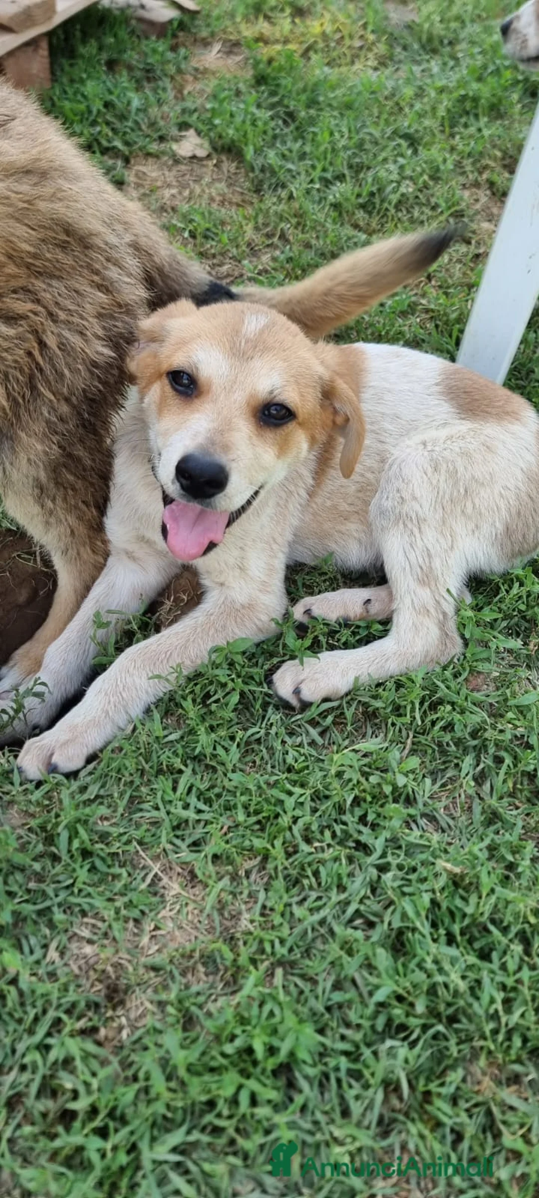 Meticcio cani in regalo: JOLLY 💙 - futura taglia media, curioso, tenero  - Annuncio 2