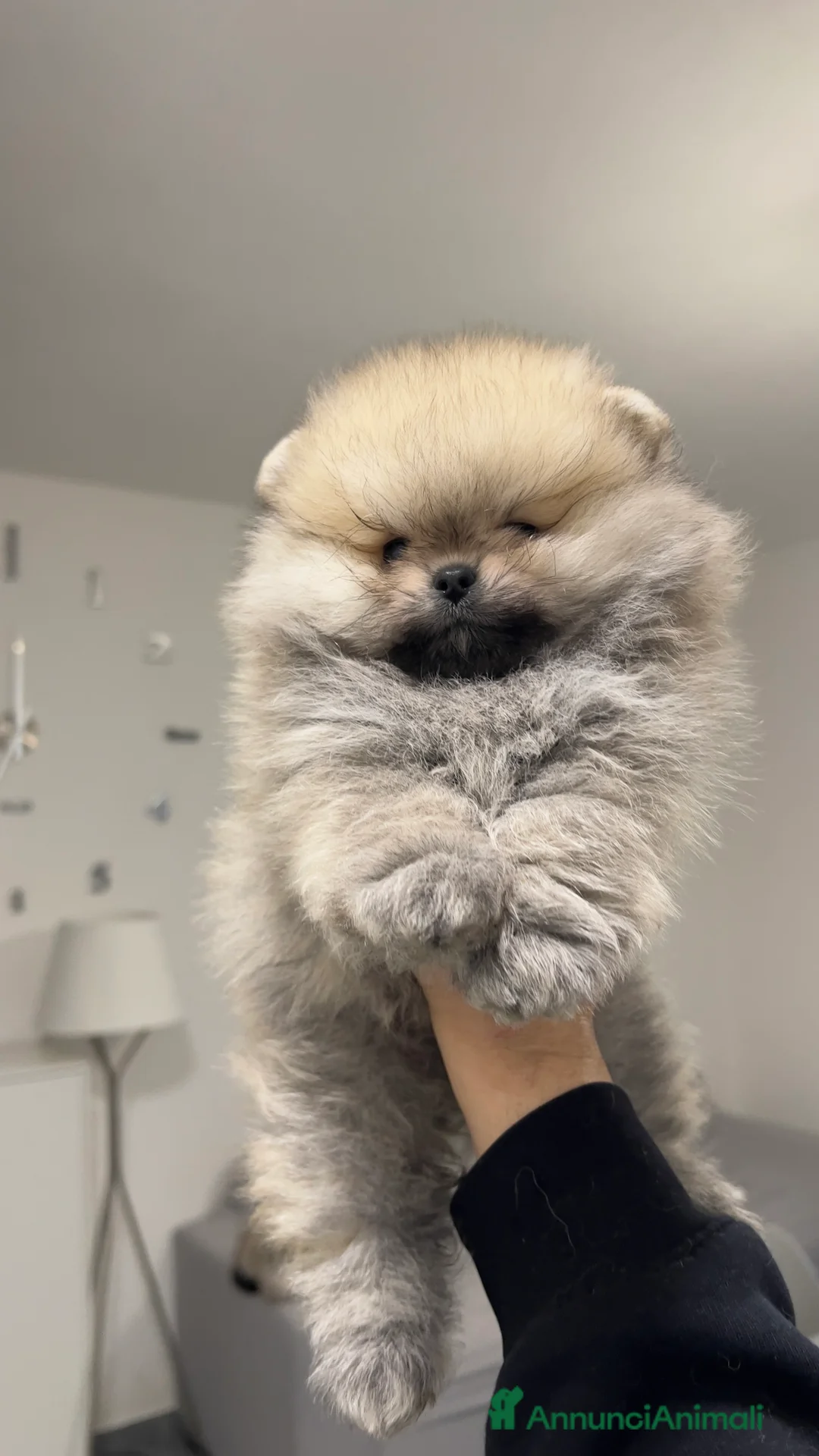 Volpino Pomerania cani in vendita: Pomerania Spitz Toy nano  - Annuncio 2