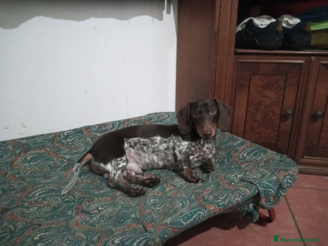 Bassotto cani per accoppiamento: Bassotto piebadl - Annuncio 8