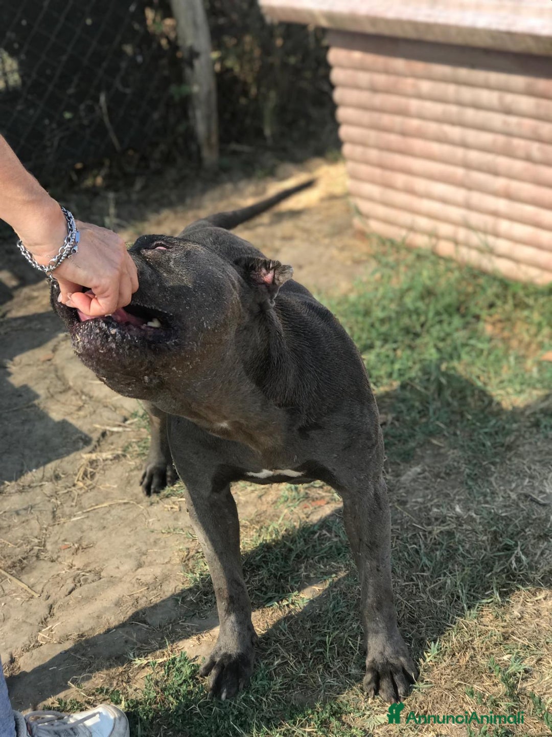 American Staffordshire cani in regalo: Bambacione, nome adatto a lui ❤️ - Annuncio 4