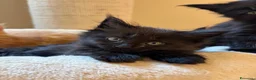 Maine Coon gatti in vendita: Femminucce black con pedigree  - Annuncio 2