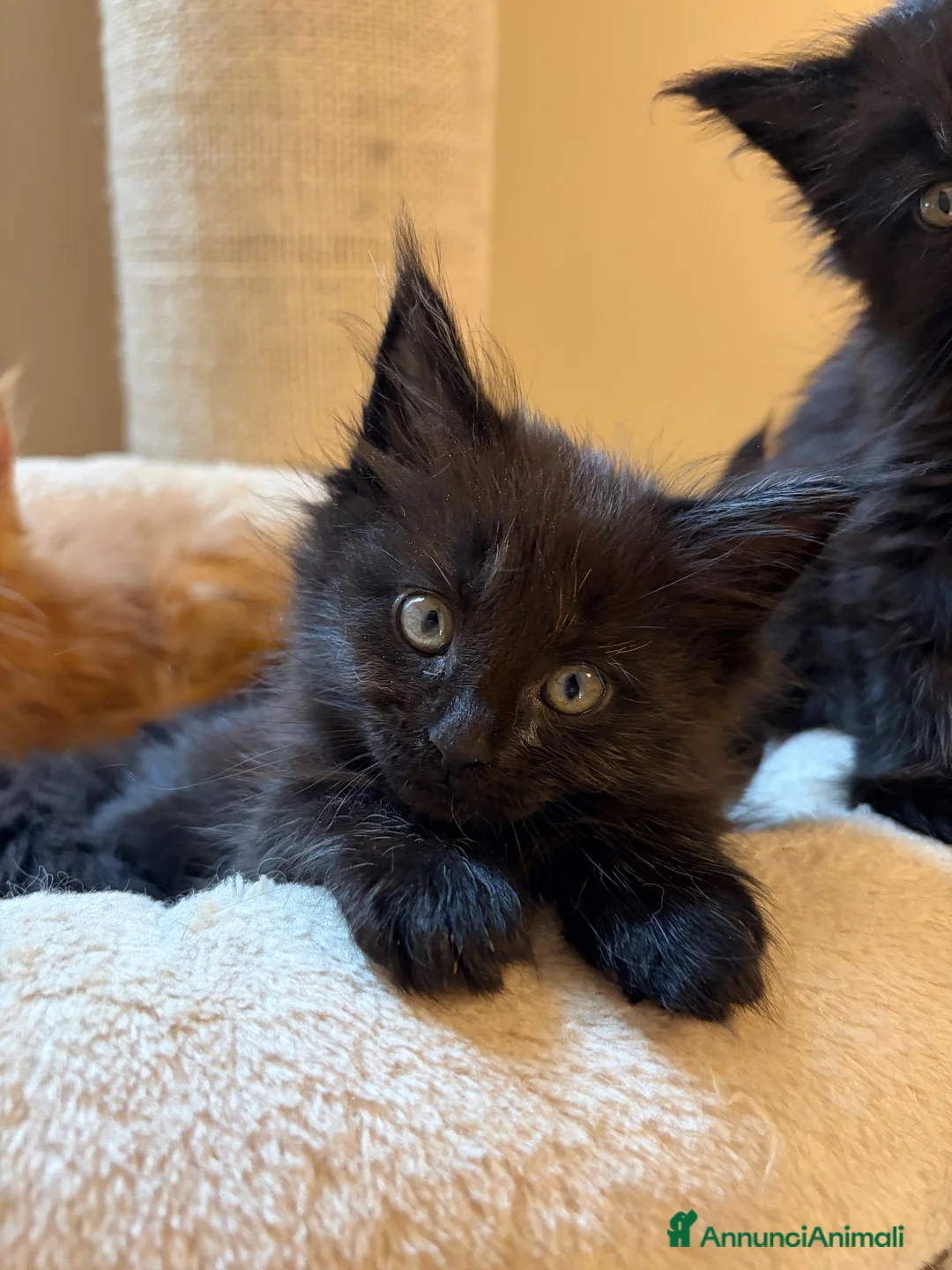 Maine Coon gatti in vendita: Femminucce black con pedigree  - Annuncio 2