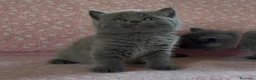 Scottish gatti in vendita: Scottish fold e straight  - Annuncio 13