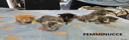 Maine Coon gatti in vendita: Cuccioli Maine Coon con pedigree - Annuncio 7
