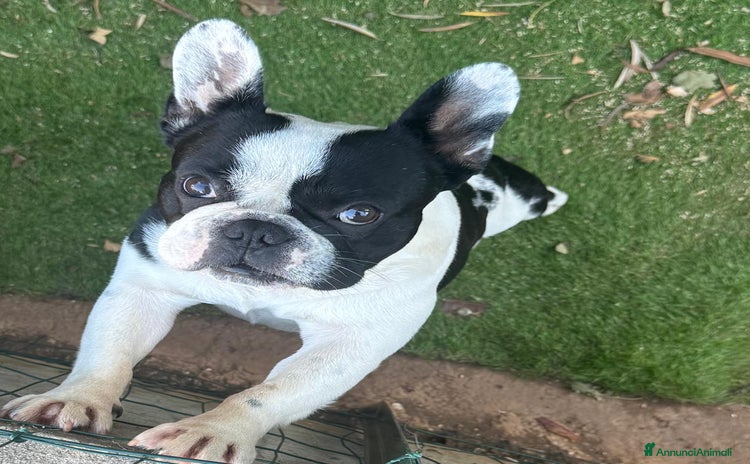 Bulldog Francese cani a Libero consorzio comunale di Ragusa - Annuncio 2
