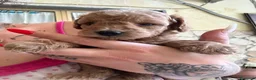 Barboncino cani in vendita: Barboncini maschietti a Provincia di Salerno - Annuncio 11