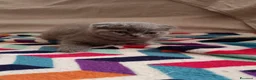 Scottish gatti in vendita: Scottish Fold a Provincia di Mantova - Annuncio 4